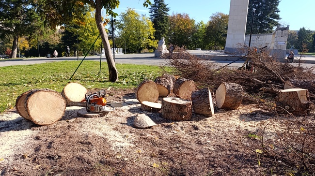 Община Шумен: В понеделник започна премахването на сухите смърчове в парка до Общината 
