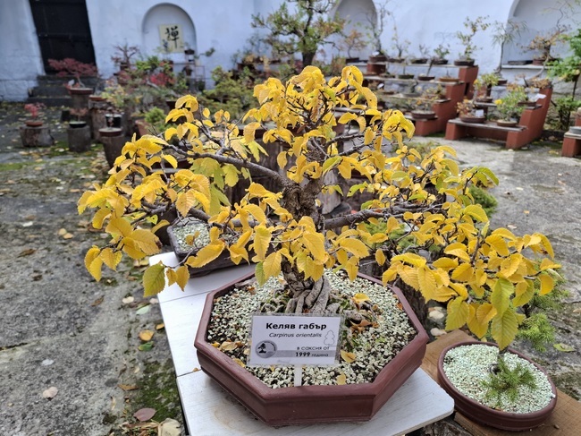 Община Шумен: Поне по две посещения дневно има бонзай градината в Шумен след официалното си откриване преди 10 дни