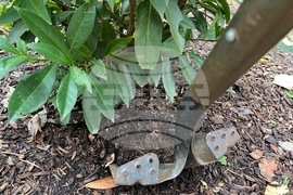 Gardening-Transplanting Shrubs