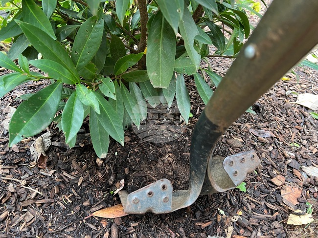 Gardening-Transplanting Shrubs