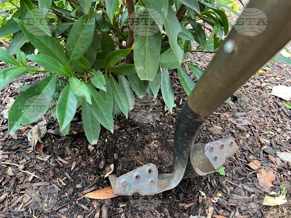 Gardening-Transplanting Shrubs