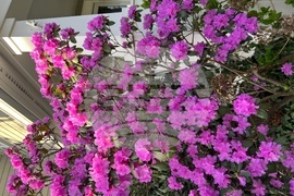 Gardening-Transplanting Shrubs