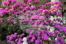 Gardening-Transplanting Shrubs