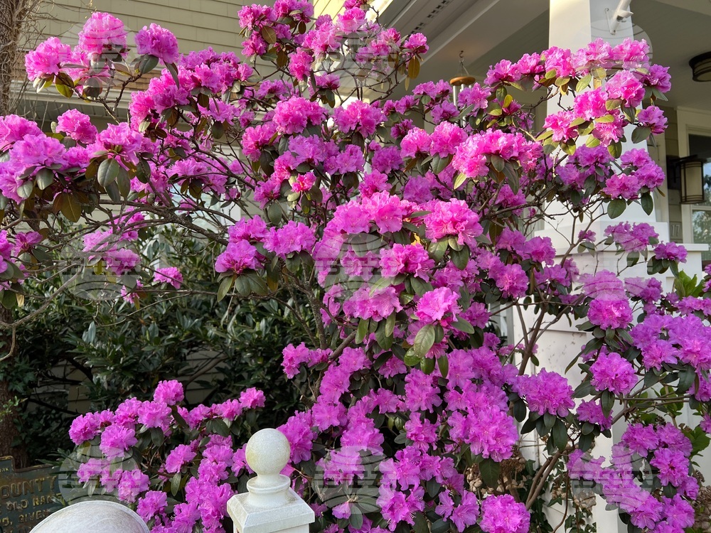 Gardening-Transplanting Shrubs