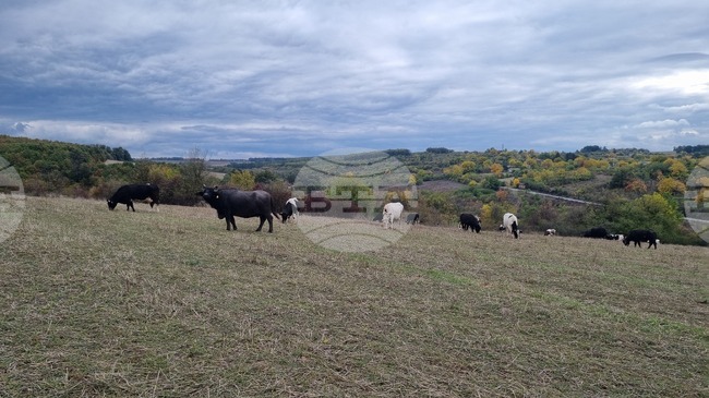 Общинският съвет в Антоново утвърди годишен план за паша на територията на общината