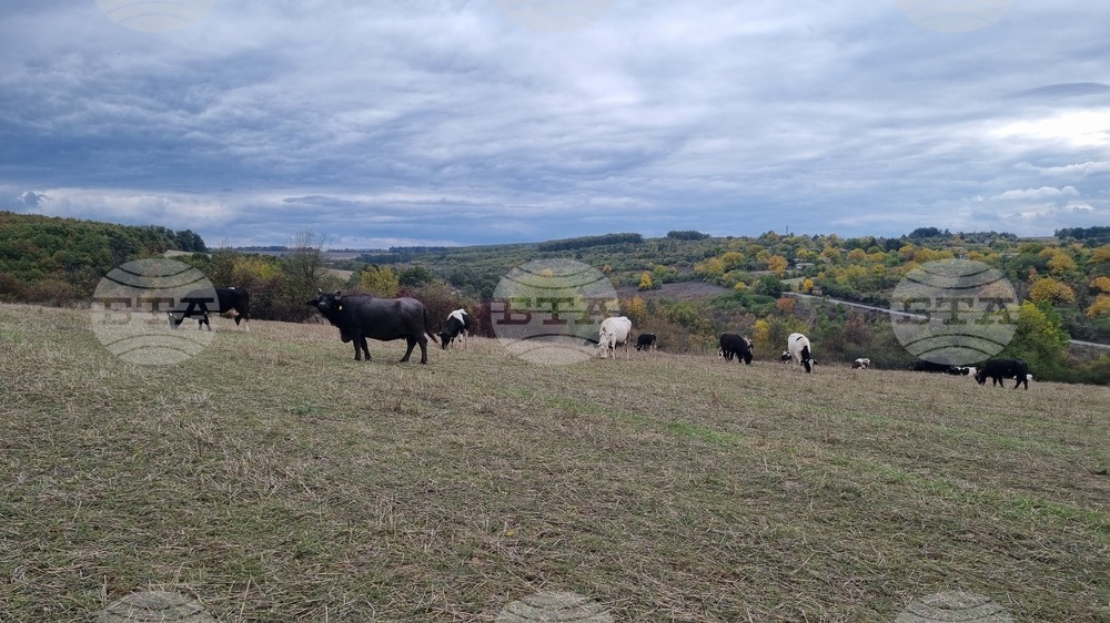 Общинският съвет в Антоново утвърди годишен план за паша на територията на общината