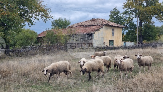 Bluetongue Disease Outbreak Detected near Smolyan 