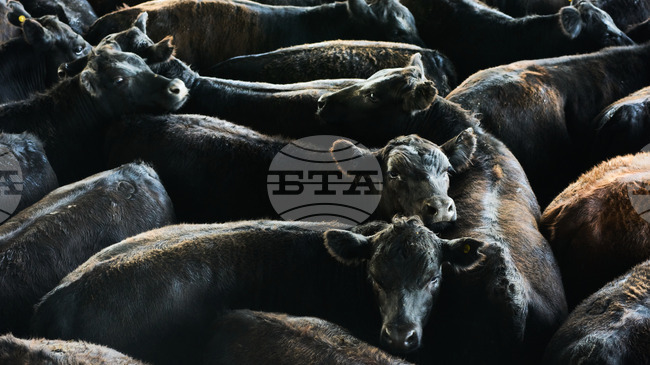 Франция засилва ваксинацията срещу нодуларен дерматит, докато местните фермери протестират срещу евтаназията на животни