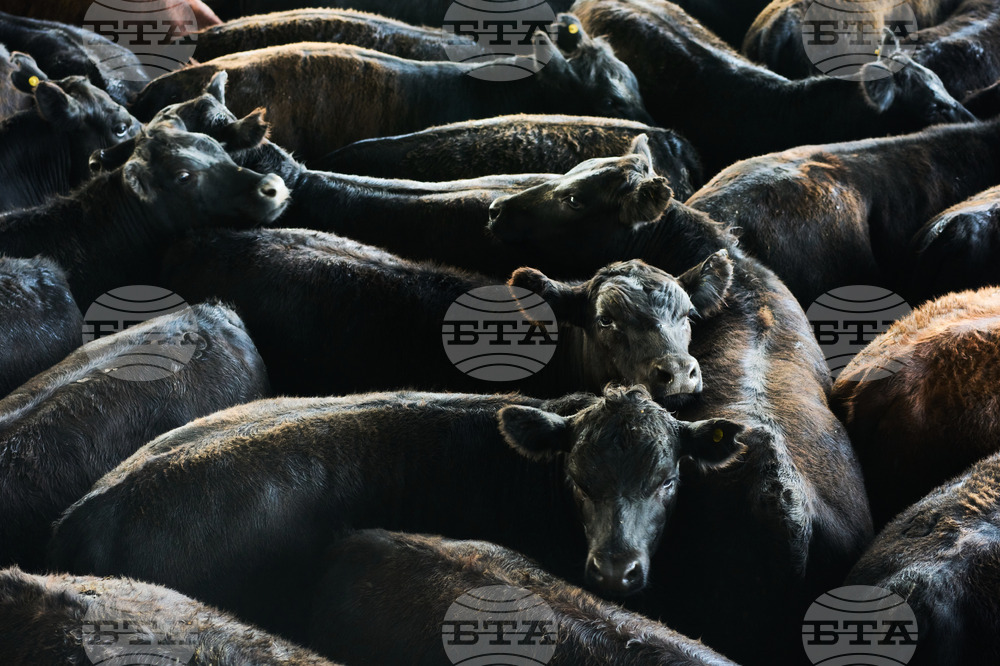 Франция засилва ваксинацията срещу нодуларен дерматит, докато местните фермери протестират срещу евтаназията на животни