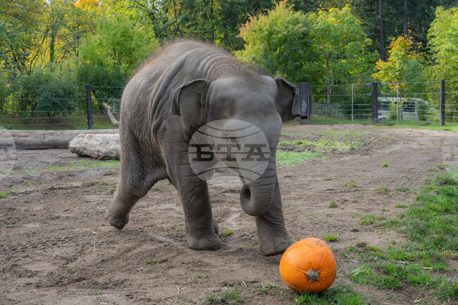 Zoo Elephant Pumpkin Smash
