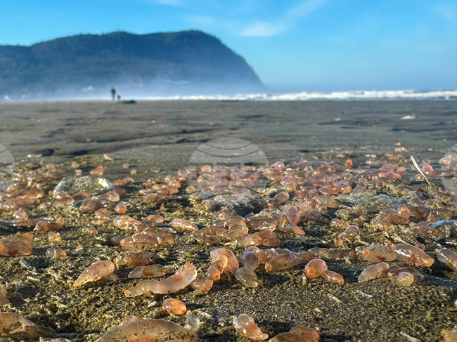 Washed-Up Sea Cucumbers
