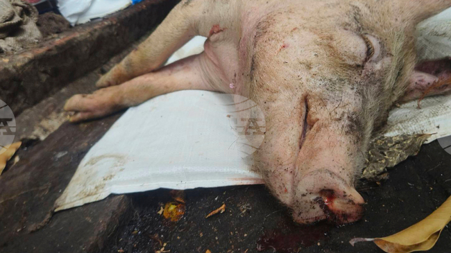 Първи случай за годината на африканска чума по свинете беше потвърден в Хърватия