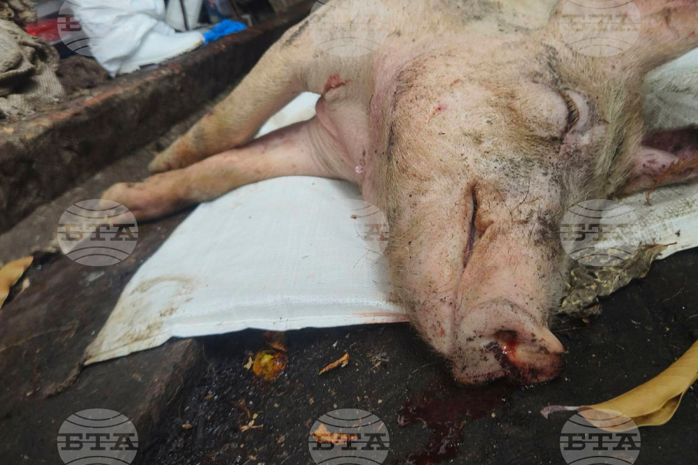 Първи случай за годината на африканска чума по свинете беше потвърден в Хърватия