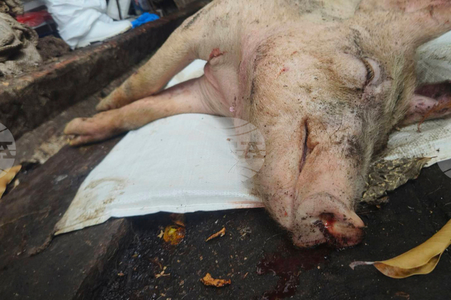 Първи случай за годината на африканска чума по свинете беше потвърден в Хърватия