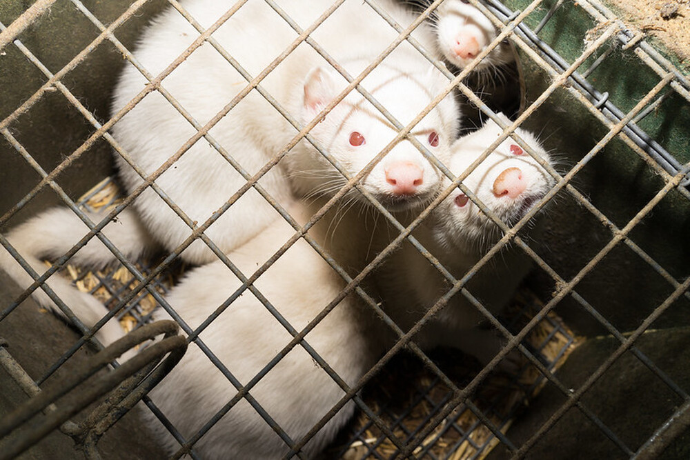 Сдружение “Кампании и активизъм за животните в индустрията”: Фермите за кожи струват на ЕС близо половин милиард евро годишно