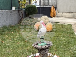 Самоков - 50-килограмови тикви