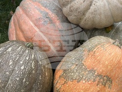 Самоков - 50-килограмови тикви