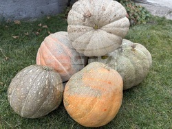 Самоков - 50-килограмови тикви