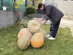 Самоков - 50-килограмови тикви
