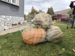 Самоков - 50-килограмови тикви