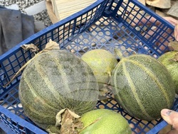 Самоков - 50-килограмови тикви