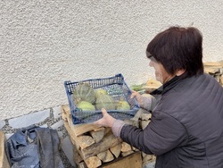 Самоков - 50-килограмови тикви