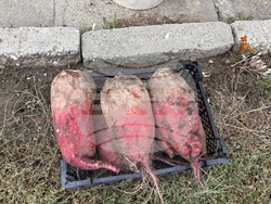 Самоков - 50-килограмови тикви