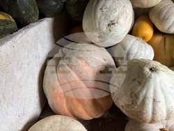 Самоков - 50-килограмови тикви