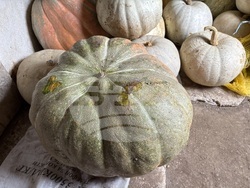 Самоков - 50-килограмови тикви