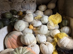 Самоков - 50-килограмови тикви