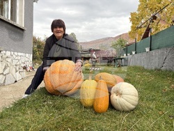 Самоков - 50-килограмови тикви