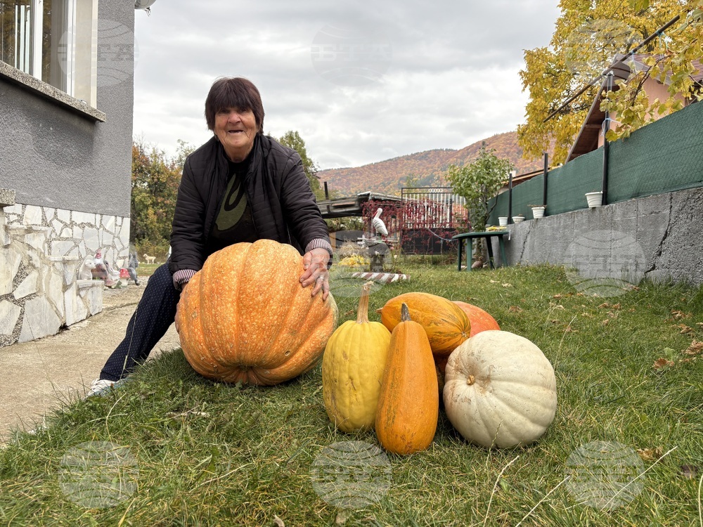 Над 50-килограмови тикви отгледа жена от Самоков