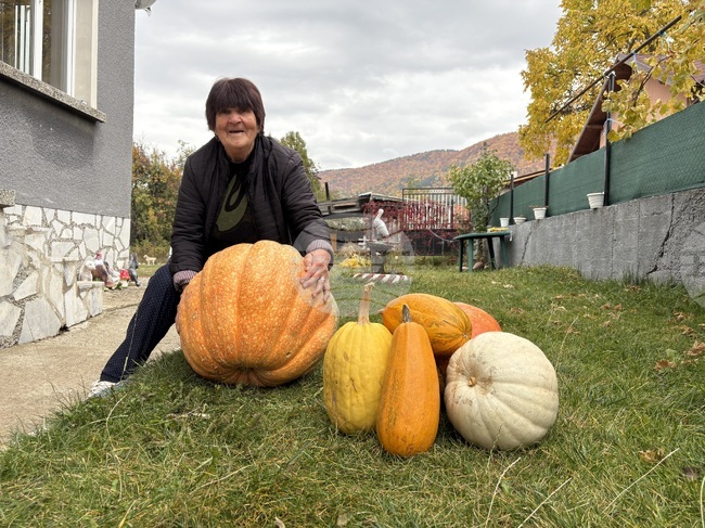 Над 50-килограмови тикви отгледа жена от Самоков