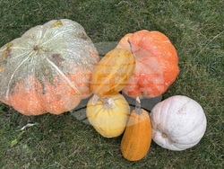 Самоков - 50-килограмови тикви