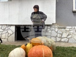 Самоков - 50-килограмови тикви
