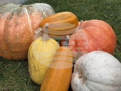 Самоков - 50-килограмови тикви