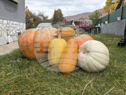 Самоков - 50-килограмови тикви