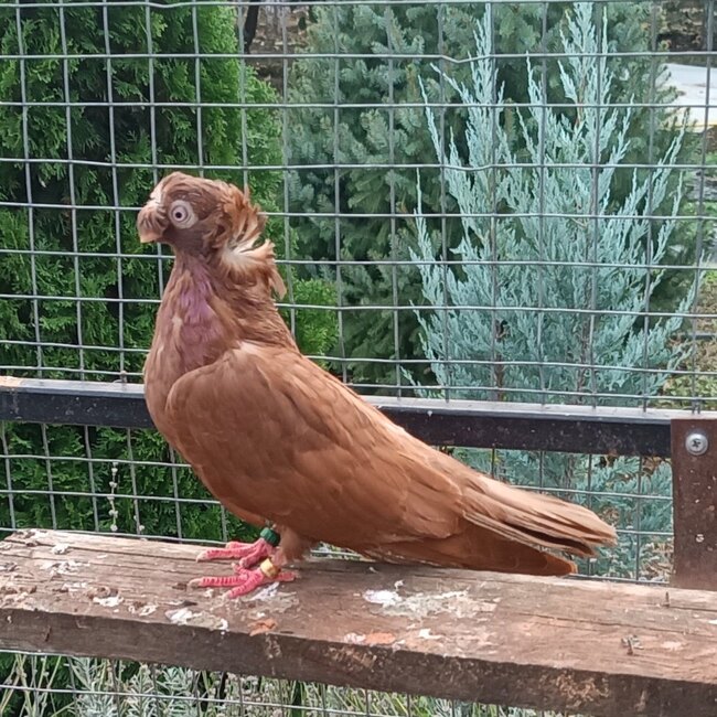 ОА Русе: Регионална изложба на гълъби ще бъде представена в Новград тази събота