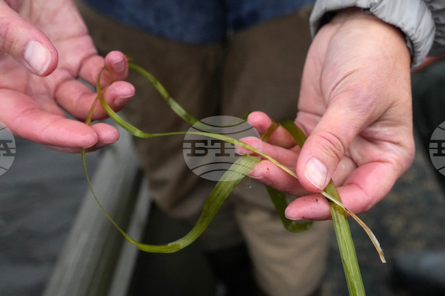 Minnesota Swan Lake Wildlife Management