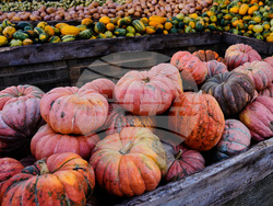 Germany Pumpkin Fest