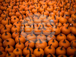 Germany Pumpkin Fest