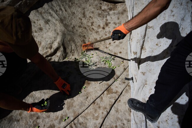 APTOPIX Mount of Olives Harvest Photo Gallery