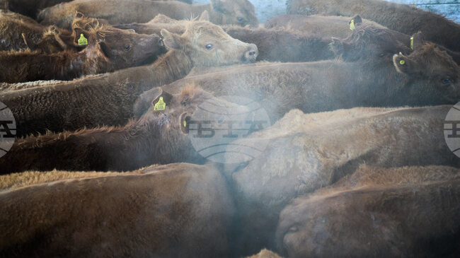 Близо 3000 говеда са блокирани на кораб край Турция