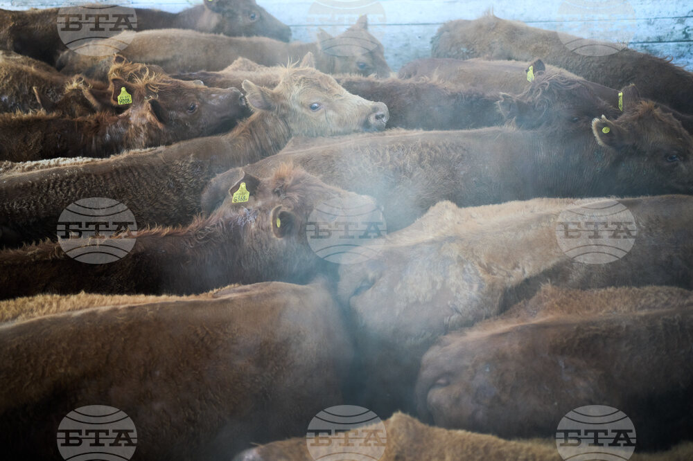 Близо 3000 говеда са блокирани на кораб край Турция