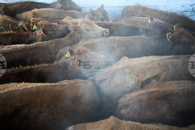 APTOPIX Argentina Beef