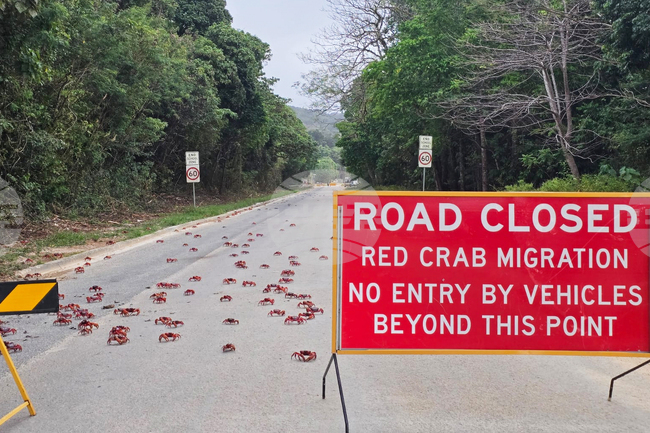 Australia Red Crabs