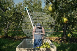 Climate Heat Farmworkers Pregnancy Takeaways