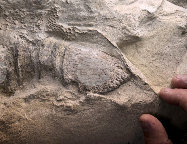 Редки мумии на динозаври помагат на учените за пресъздадат праисторическия им живот