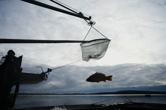 APTOPIX Czech Carp Photo Gallery