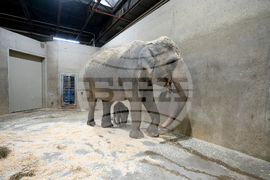 US Baby Elephant Columbus Zoo